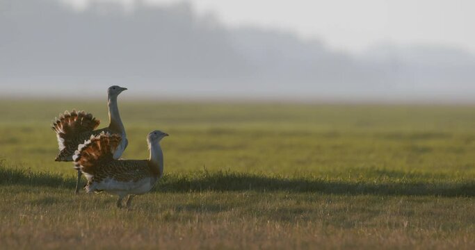 Great Bustard Otis Tarda in the field in the spring sunshine