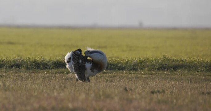 Great Bustard (Otis Tarda) In The Grass Slow Motion