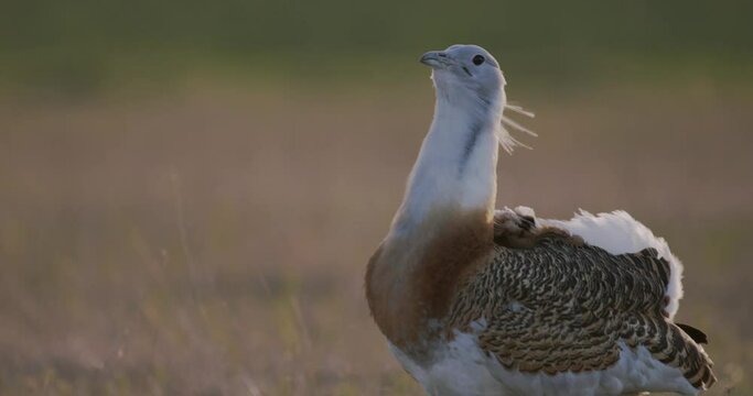 Great Bustards On A Field In Spring Close Up Image