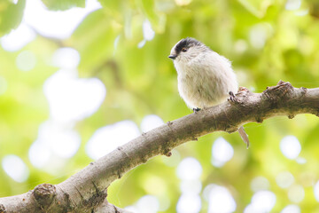 可愛いエナガ（エナガ科）。  東京都品川区大森東京港野鳥公園にて。 2023年10月14日撮影。  Cute long-tailed tit.  At Tokyo Port Wild Bird Park, Omori, Shinagawa-ku, Tokyo. Photo by October 14, 2023.  © d3_plus