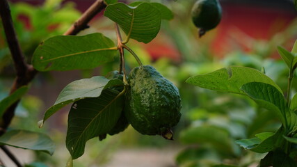 guava Fruit