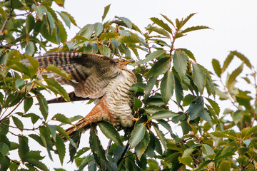 美しい赤ツツドリ（カッコウ科）。

東京都品川区大森東京港野鳥公園にて。
2023年10月14日撮影。

Beautiful Red Oriental Cuckoo.

At Tokyo Port Wild Bird Park, Omori, Shinagawa-ku, Tokyo.
Photo by October 14, 2023.
