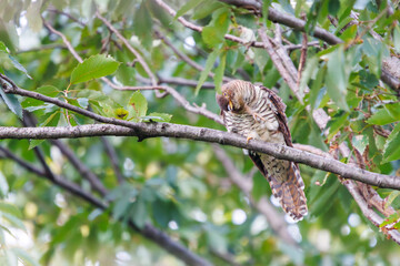 美しい赤ツツドリ（カッコウ科）。

東京都品川区大森東京港野鳥公園にて。
2023年10月14日撮影。

Beautiful Red Oriental Cuckoo.

At Tokyo Port Wild Bird Park, Omori, Shinagawa-ku, Tokyo.
Photo by October 14, 2023.
