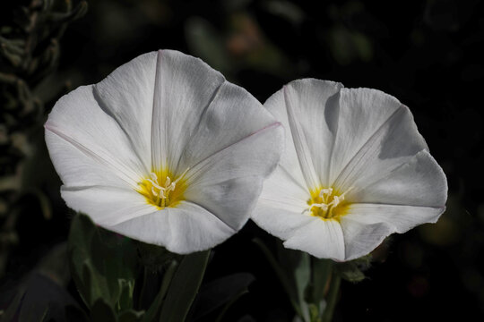 White Convolvulus flowers