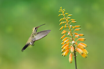 Hummingbird hovers gracefully close to a vibrant flowering plant - 664735385