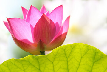 Right summer day with a focus on a blooming lotus or water lily - 664735399