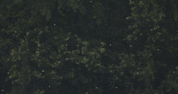 Tisza Mayflies (Palingania Longicauda) Swarming River Tisza Hungary