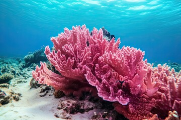 Naklejka na ściany i meble Coral Pink Color Underwater Reef Scene: Vibrant and Serene Beauty of an Underwater Coral Pink Paradise, generative AI