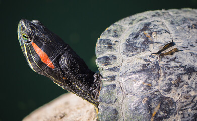 red eared slider turtle close up