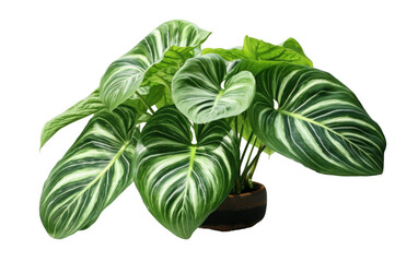 Alocasia Amazonia Polly Looking Realistic on White or PNG Transparent Background.
