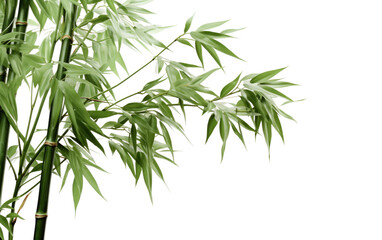 Fototapeta na wymiar Beauty of a Bamboo Tree Realistic Portrait on White or PNG Transparent Background.