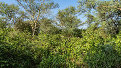 Curious Indian deer sambar rusa unicolor peek out of the bushes. Muzzles with big ears are visible among the lush green foliage. Blue sky. A sunny day.Sariska National Park