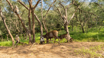 Naklejka na ściany i meble Wild animals in a clearing in the jungle. Mom and baby Indian deer sambar rusa unicolor graze on the green grass. Langur monkeys are sitting on the branches of trees. India. Sariska National Park