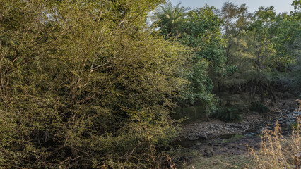 The dried-up streambed is visible in the shady jungle. Thickets of sprawling green trees on stony soil. Blue sky. India. Ranthambore National Park.