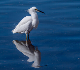 white heron in blue water with reflection