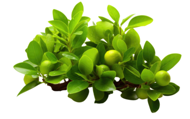 Lime Plant Realistic Portrait Photography on White or PNG Transparent Background.
