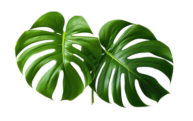 Deliciosa Leaf In Realistic Portrait Photography on White or PNG Transparent Background.