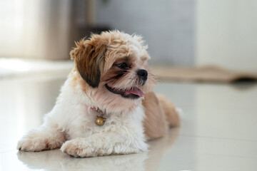 Adorable Shih Tzu puppy sitting on floor at living room, looking at side