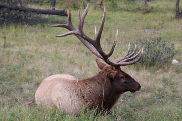 Naklejka na ściany i meble Elk Resting, Jasper National Park, Alberta