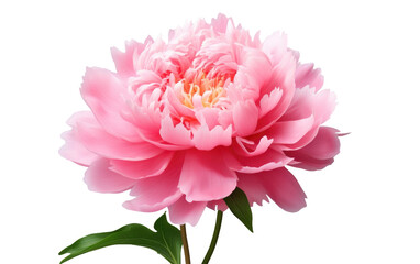 Pink Peony Blossom Realistic Close up on White or PNG Transparent Background.