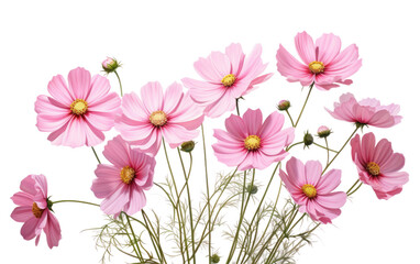 Fototapeta na wymiar Cosmos Blooms with Transparency on White or PNG Transparent Background.