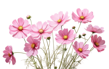 Cosmos Blooms with Transparency on White or PNG Transparent Background.