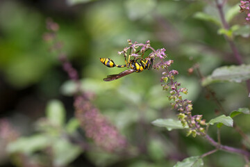 Phimenes flavopictus wasp on a holy basil plant. Beautiful yellow wasp sitting on a tulsi flower. Colorful wasp.
