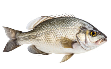 Fresh Bream Ready To Sale In Market Realistic Portrait on White or PNG Transparent Background.