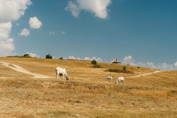 Fototapeta premium 3 cows are eating in a meadow during the day on Sumba Island, East Nusa Tenggara Indonesia