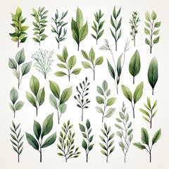 Collection of watercolor herbs clipart on white background.