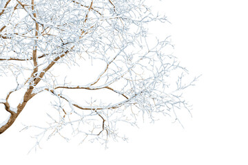 Isolated branches of a snow tree on white background	
