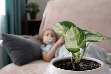 Close-up of a flower in a pot against the background of a child girl resting. The concept of oxygen...