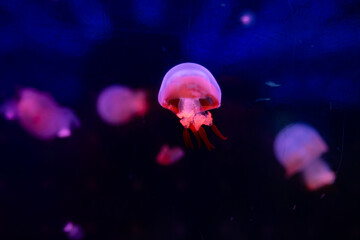 beautiful jellyfish swimming in a fish tank