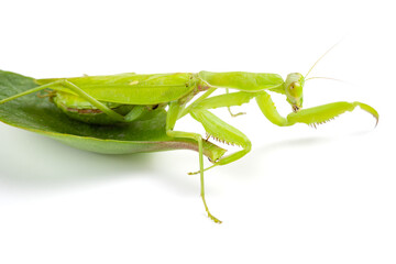 mantis on a white background at horizontal composition