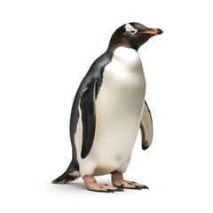 Penguin Realistic Style White Background