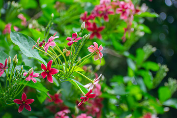 Combretum indicum, also commonly known as the Rangoon creeper or Burma creeper, is a vine with red flower clusters which is native to tropical Asia and grows in thickets, primary and secondary forest,