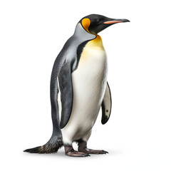 Fototapeta premium Penguin Realistic Style White Background