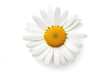 Common daisy isolated on white background.