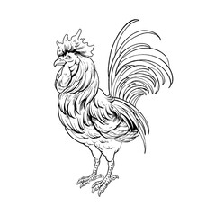 the line art vector rooster illustration