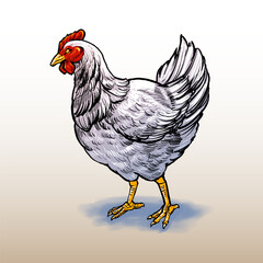 the premium vector hen illustration