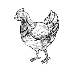 the line art vector hen illustration