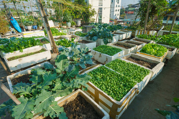 Roof top farming organic garden with various vegetables, herbs and flowers. Cultivation of fresh produce on the top of buildings in Hanoi city, Vietnam