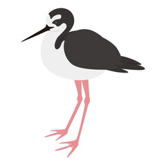 セイタカシギのイラスト