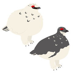 雷鳥のオスのイラスト