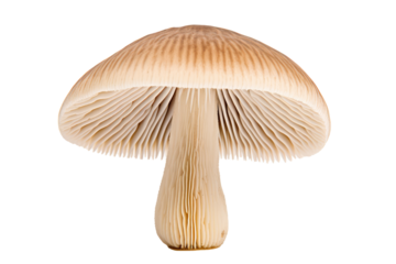 Hedgehog Mushroom