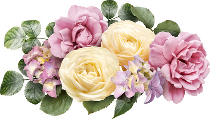 Pink and ivory roses isolated on a transparent background. Png file.  Floral arrangement, bouquet of garden flowers. Can be used for invitations, greeting, wedding card. - obrazy, fototapety, plakaty