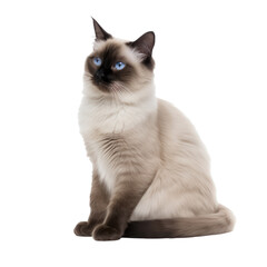longhair siamese cat isolated on transparent background,transparency  - obrazy, fototapety, plakaty
