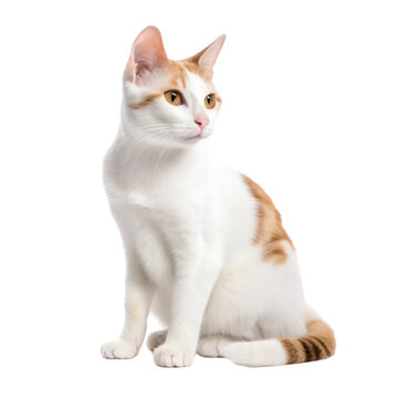 japanese bobtail cat  isolated on transparent background,transparency 