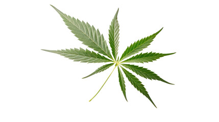 Marijuana or cannabis leaf isolated on transparent background,transparency 