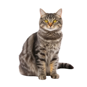 Manx Cat isolated on transparent background,transparency 